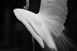 Minimalist black and white fine art photograph of a white bird wing with delicate feathers against a dark background.