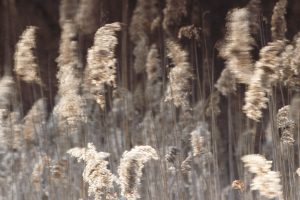 Minimalist fine art photograph of luminous reeds in soft light, evoking silence and stillness in a contemplative natural scene.
