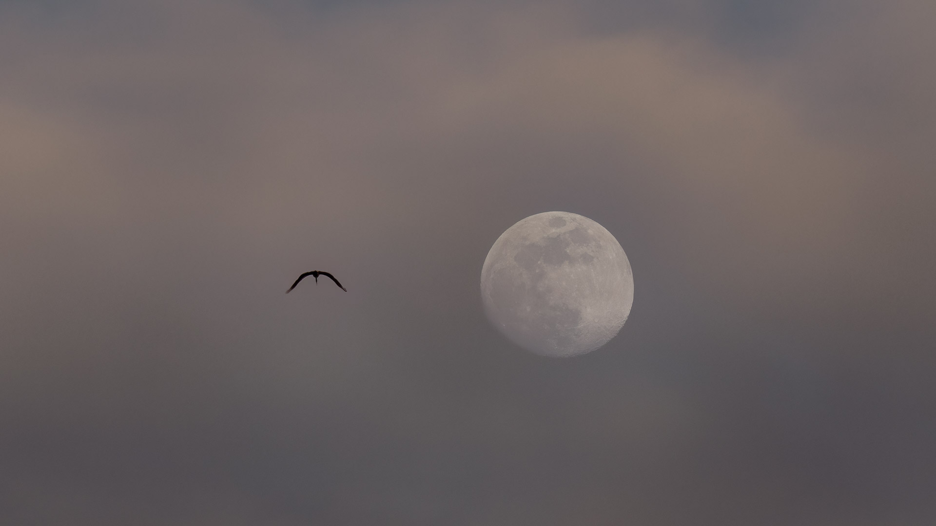 Dark bird silhouette with extended wings to the left of a pale Moon in a muted grey, mauve and warm-toned sky.